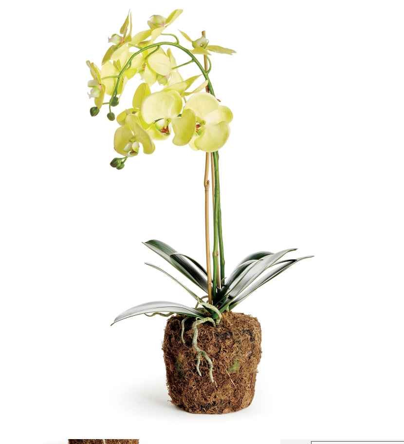 Yellow Orchid Drop In - 23 inch