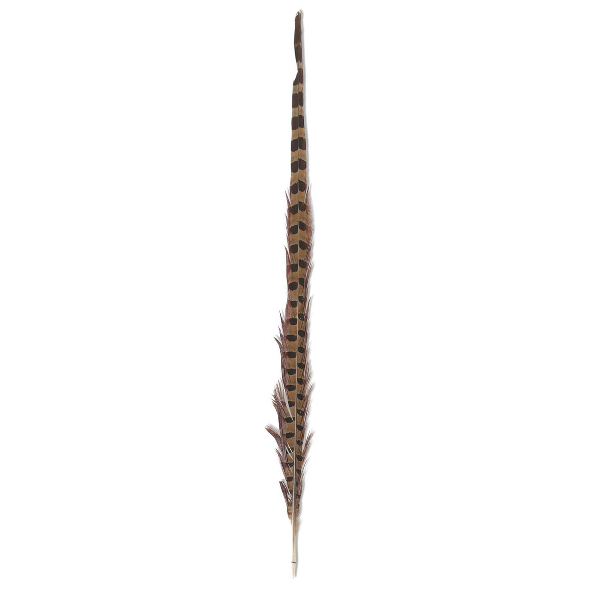 K & K Interiors Ring Neck Feather - 16-18 Inch