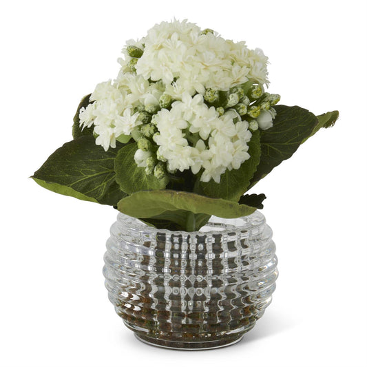 K & K Interiors 7.5 Inch White Kalanchoe Premade in Pressed Glass Vase w/Faux Moss
