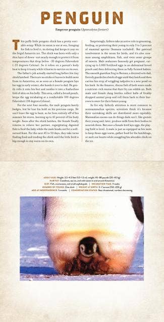 Babies: A Photicular Book: Hardcover