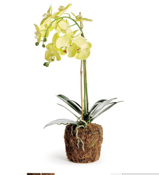 Yellow Orchid Drop In - 23 inch